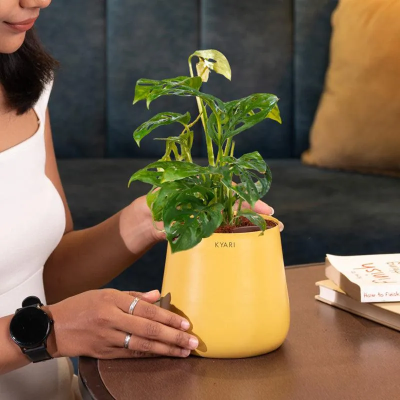 Kyari Monstera Adansonii With Metal Self Watering Pot - Yellow media 4