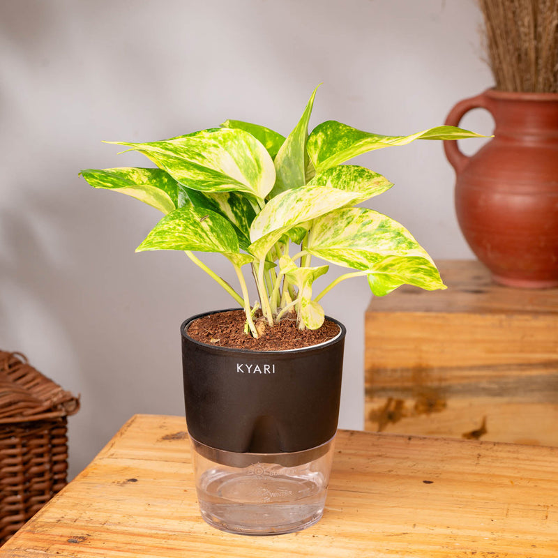 Kyari Money Variegated Plant With Self Watering Pot (Black) - 18 cm media 3