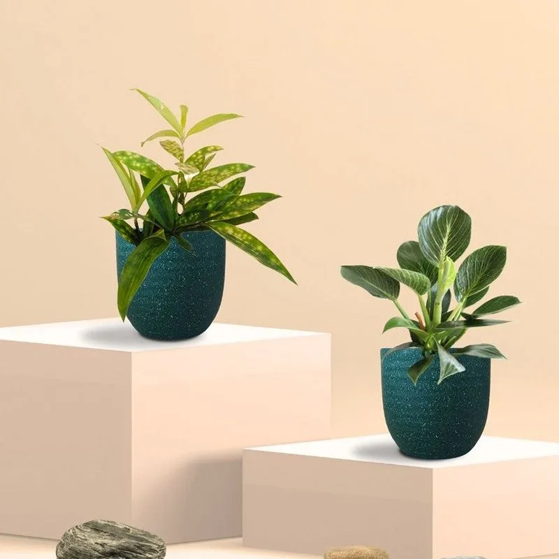 Greenkin Bamboo & Birkin Live Plants (Green) - Set Of Two media 3