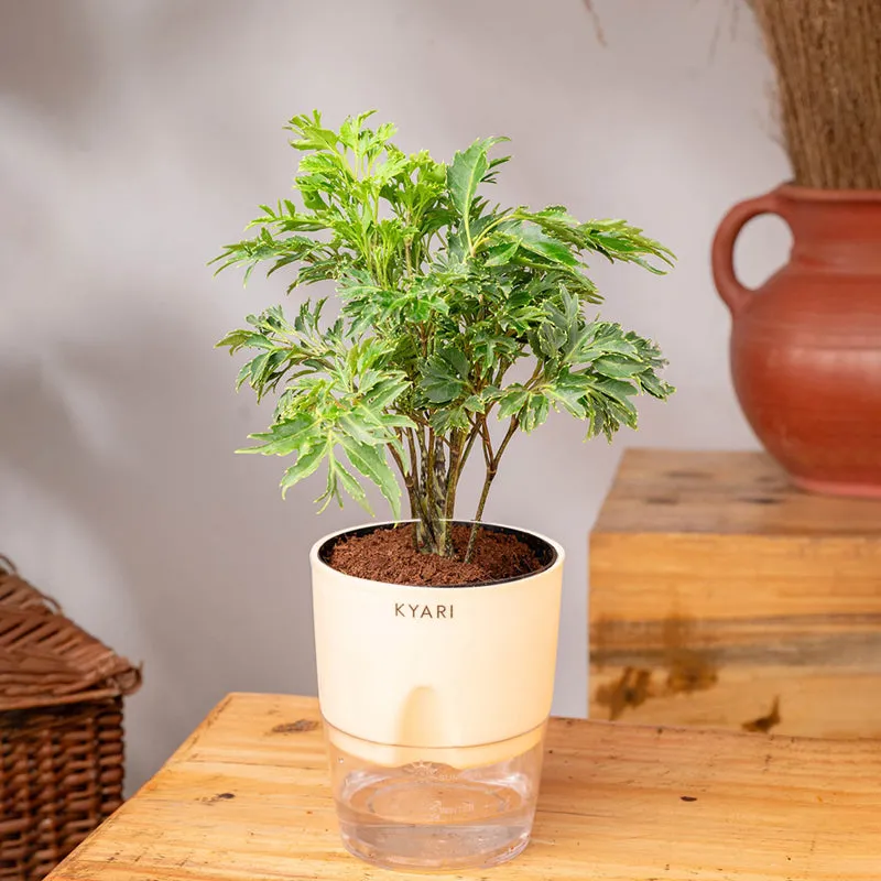 Kyari Aralia Green Plant With Self Watering Pot - Ivory media 3