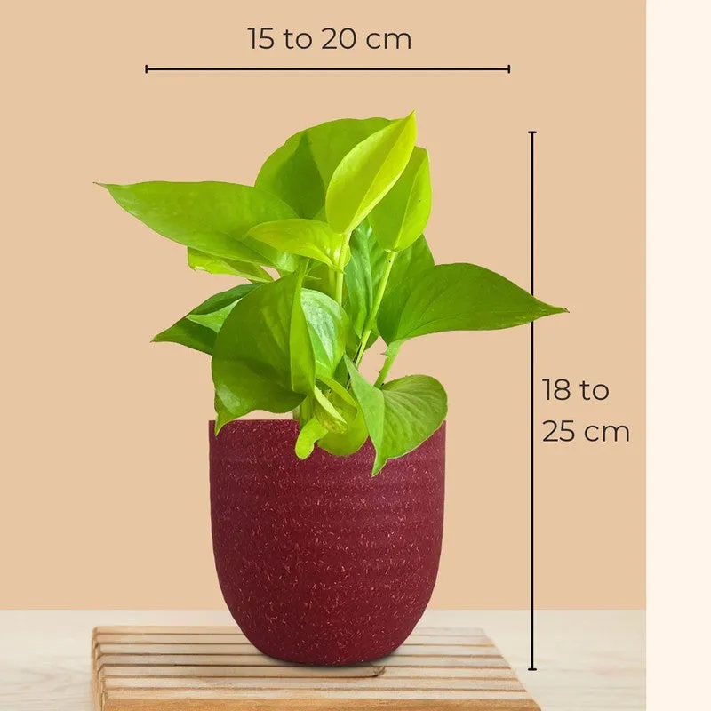 Greenkin Bathroom Live Plants - Set Of Two media 10