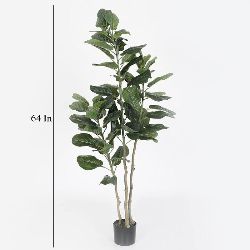 Faux Banjo Fig Plant With Black Plastic Pot - 4.9 Feet image 5