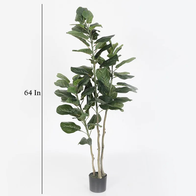 Faux Banjo Fig Plant With Black Plastic Pot - 4.9 Feet media 5