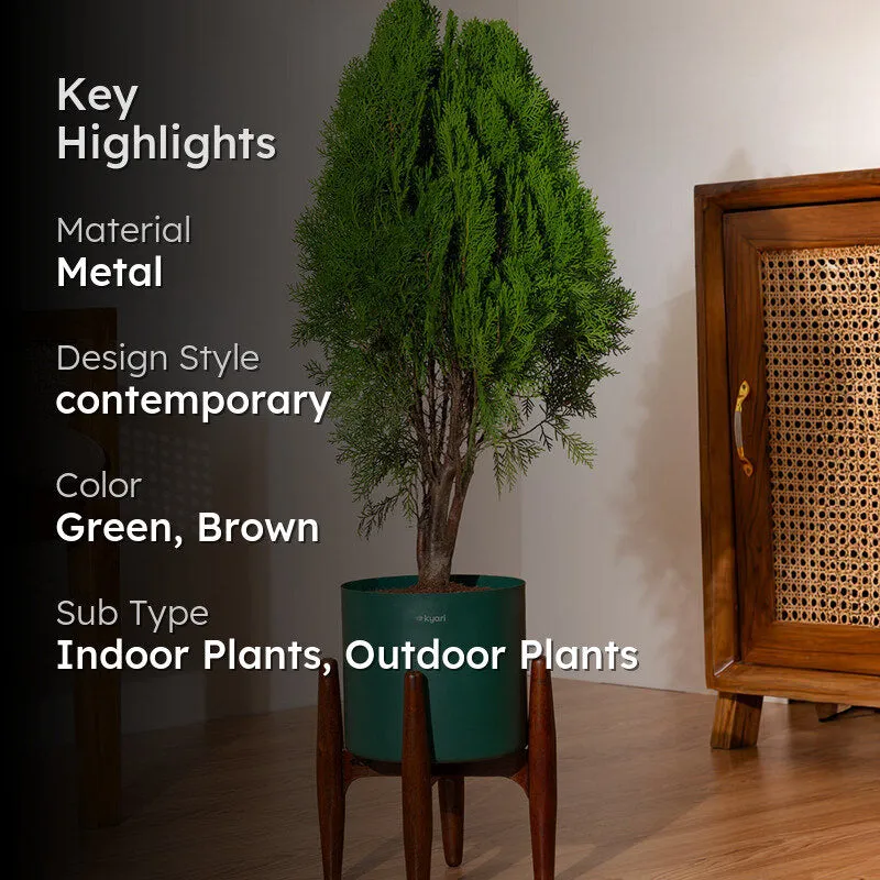 Kyari Thuja Plant With Metal Self Watering Pot (Green) - 2.5 Feet media 2