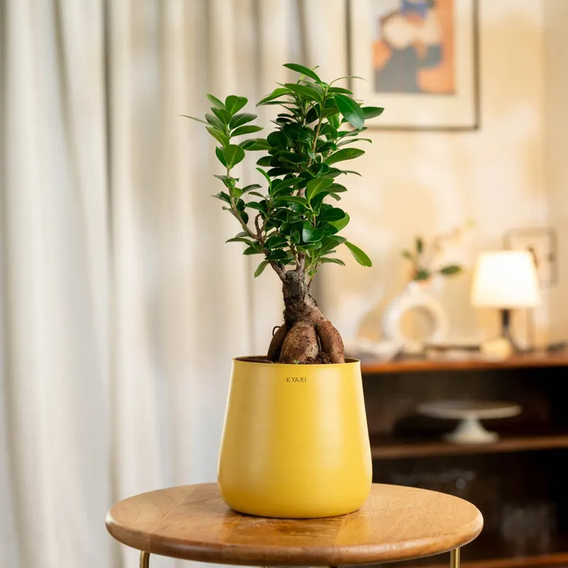 Kyari Ficus Bonsai With Metal Self Watering Pot (Yellow) - 1 Foot media 1