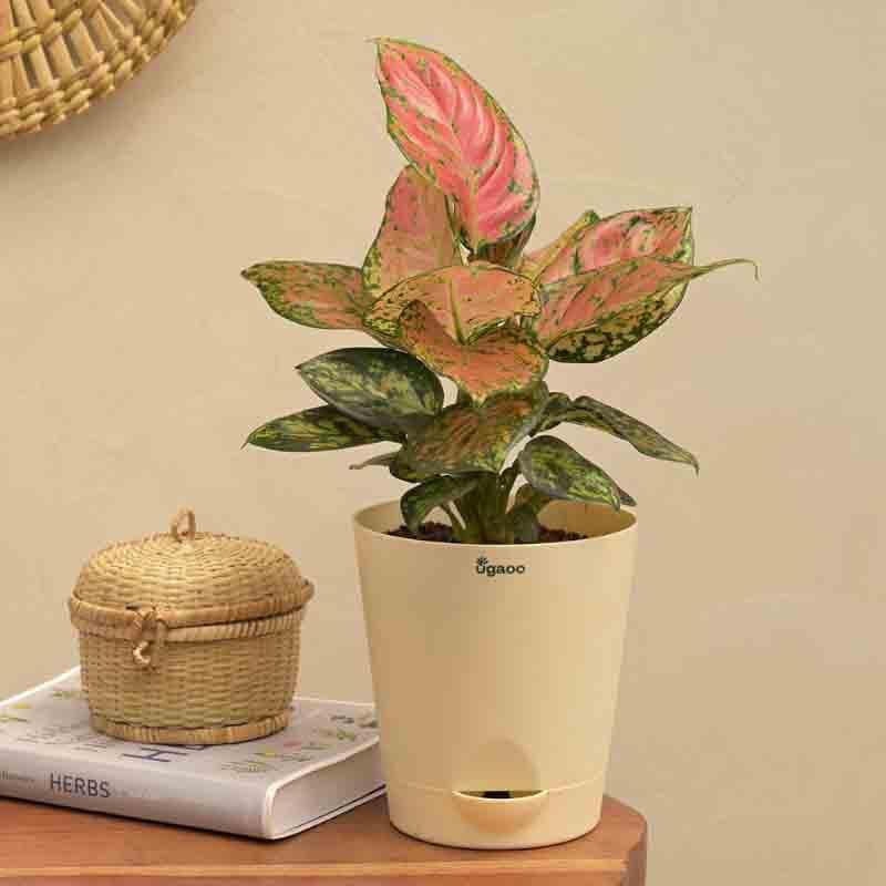 Ugaoo Aglaonema Pink Beauty Plant media 5