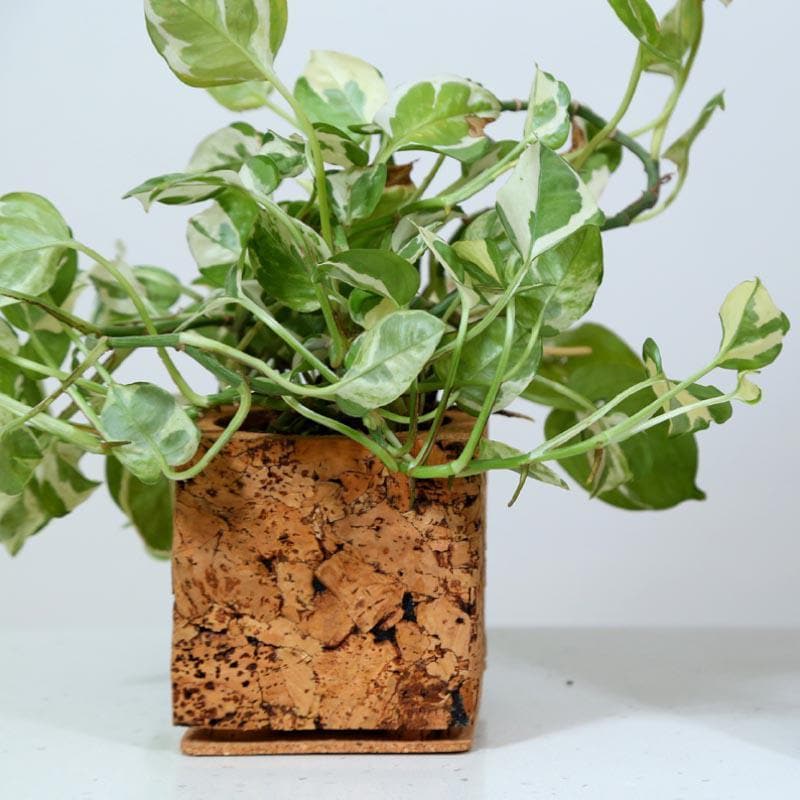Cork Cozy Corner Planter media 3