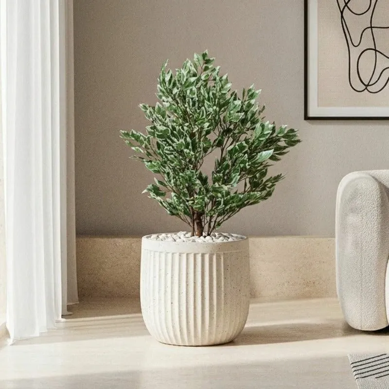 Off-white ribbed planter with a leafy plant against a neutral wall.