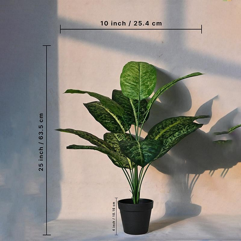Faux Everlasting Dieffenbachia Plant With Black Plastic Pot - 63 cm (2.1 ft) media 5