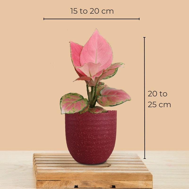 Greenkin Aglaonema & Birkin Live Plants (Maroon) - Set Of Two media 9
