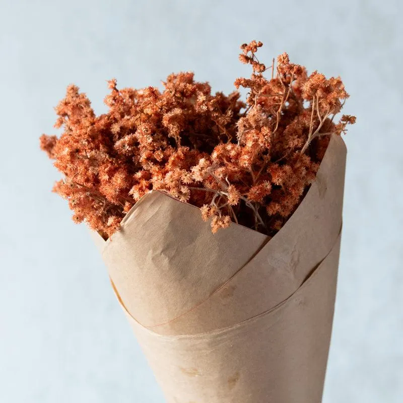 Gypso Glam Dried Flower Bunch - Honey media 4