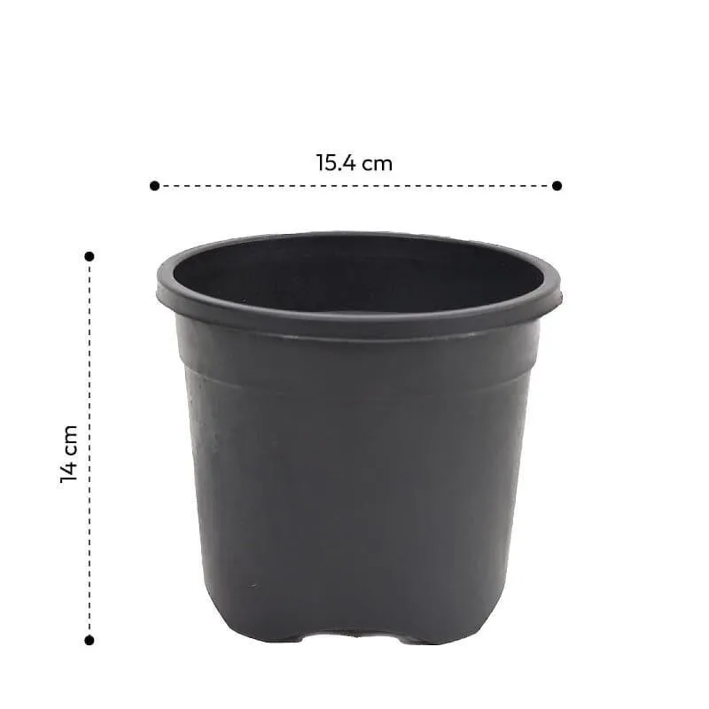 Ugaoo Garden Brown Plastic Pot (9.9 CM) - Set Of Twelve media 5
