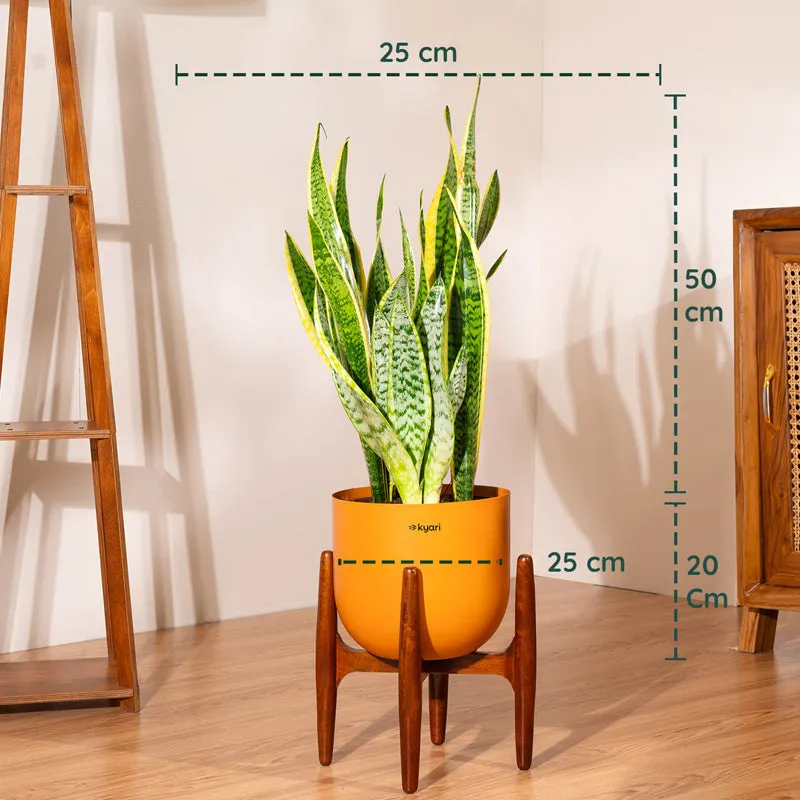 Kyari Sansevieria Zeylanica Golden Snake Plant With Metal Self Watering Pot (Orange) - 2.4 Feet media 5