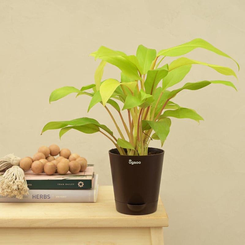 UGAOO Philodendron Ceylon, Spider, Sanseveria Indoor Plants - Set Of Three media 4
