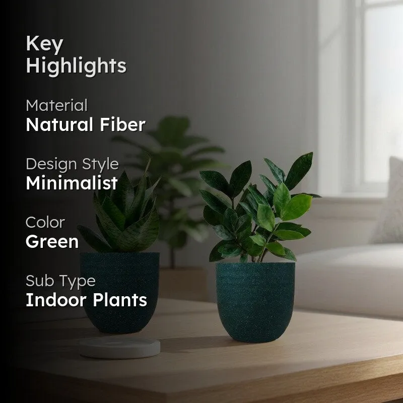 Greenkin ZZ & Snake Live Plants (Green) - Set Of Two media 2