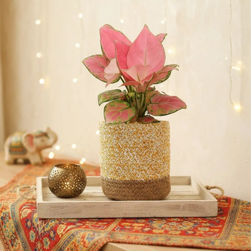 Greenkin Aglaonema Pink Live Plant with Jute Planter - Yellow media 3
