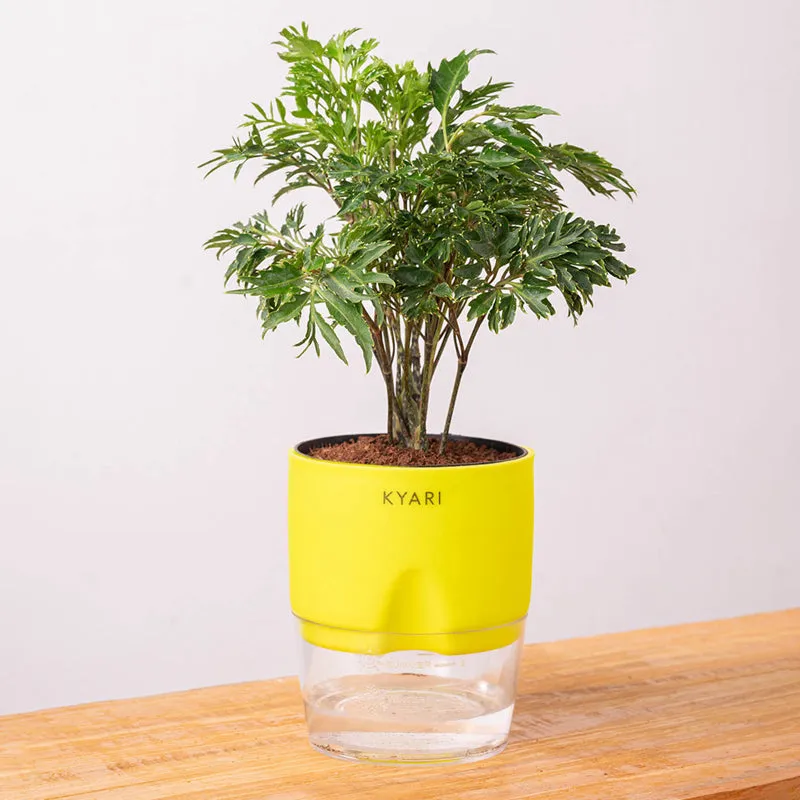 Kyari Aralia Plant With Self Watering Pot (Yellow) - 18 cm media 6