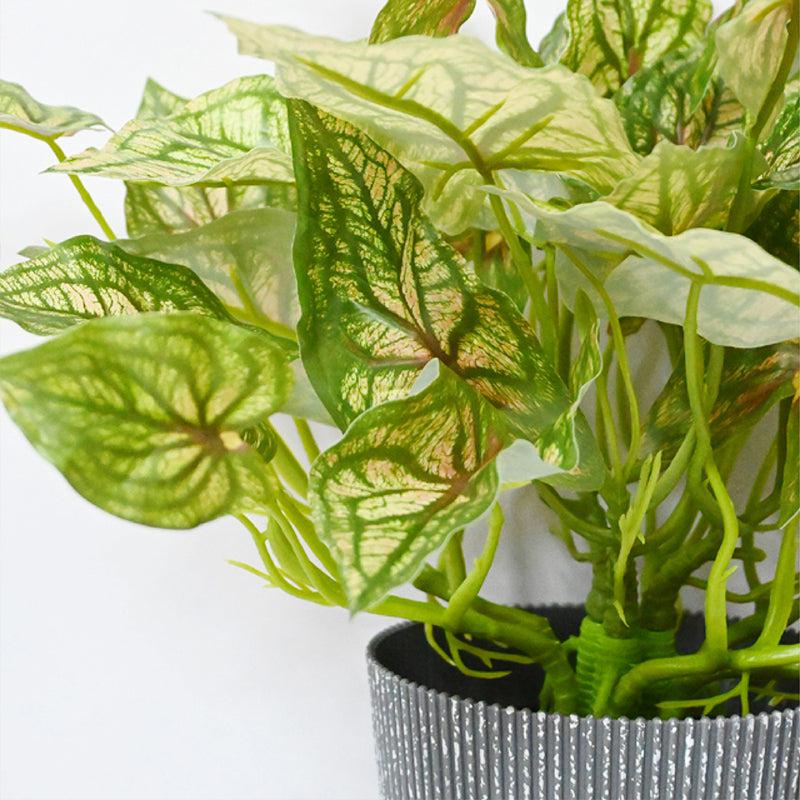 Caladia Artificial Caladium Plant With Black Plastic Pot - 40 cm media 4