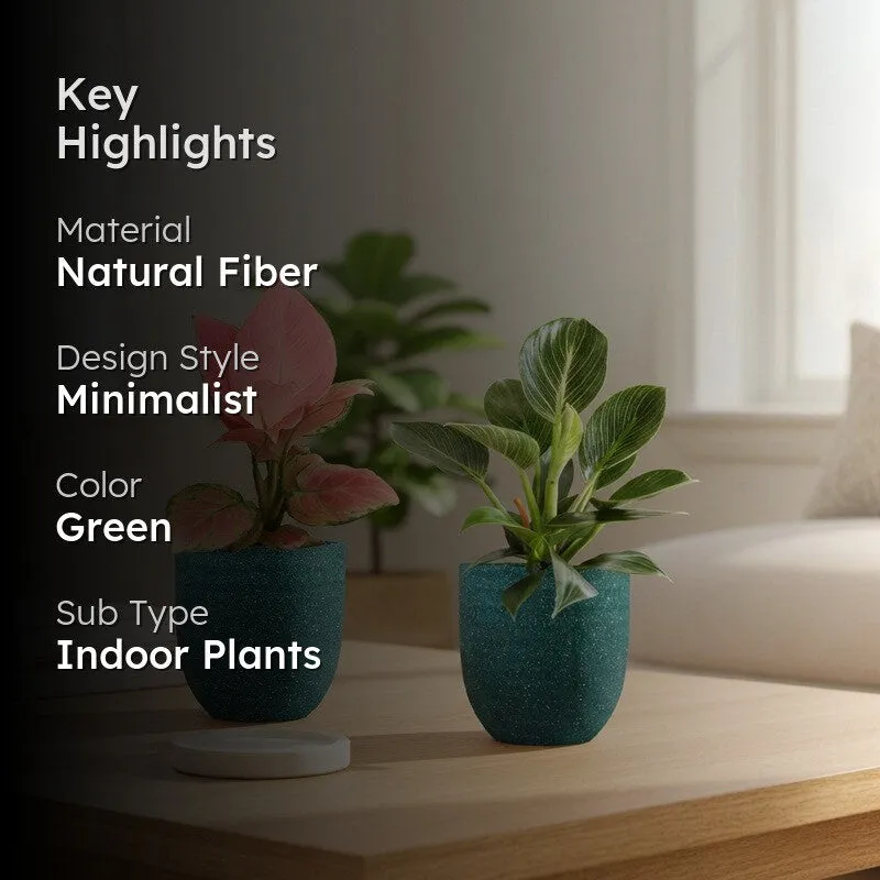 Greenkin Aglaonema & Birkin Live Plants (Green) - Set Of Two media 2