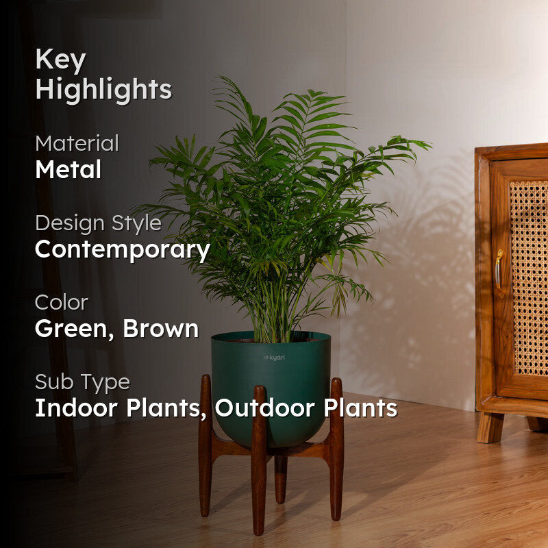 Kyari Areca Palm With Metal Self Watering Pot (Green) - 3 Feet media 2