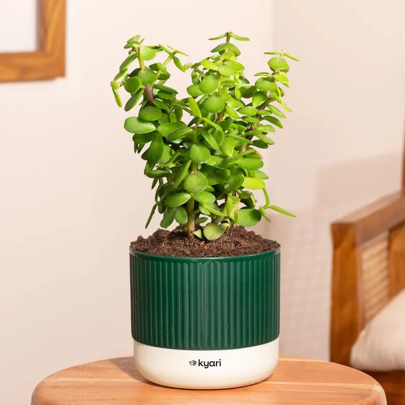 Kyari Jade Plant with Self Watering Pot - Green media 1