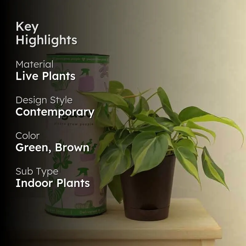 Ugaoo Philodendron Brasil Plant media 2