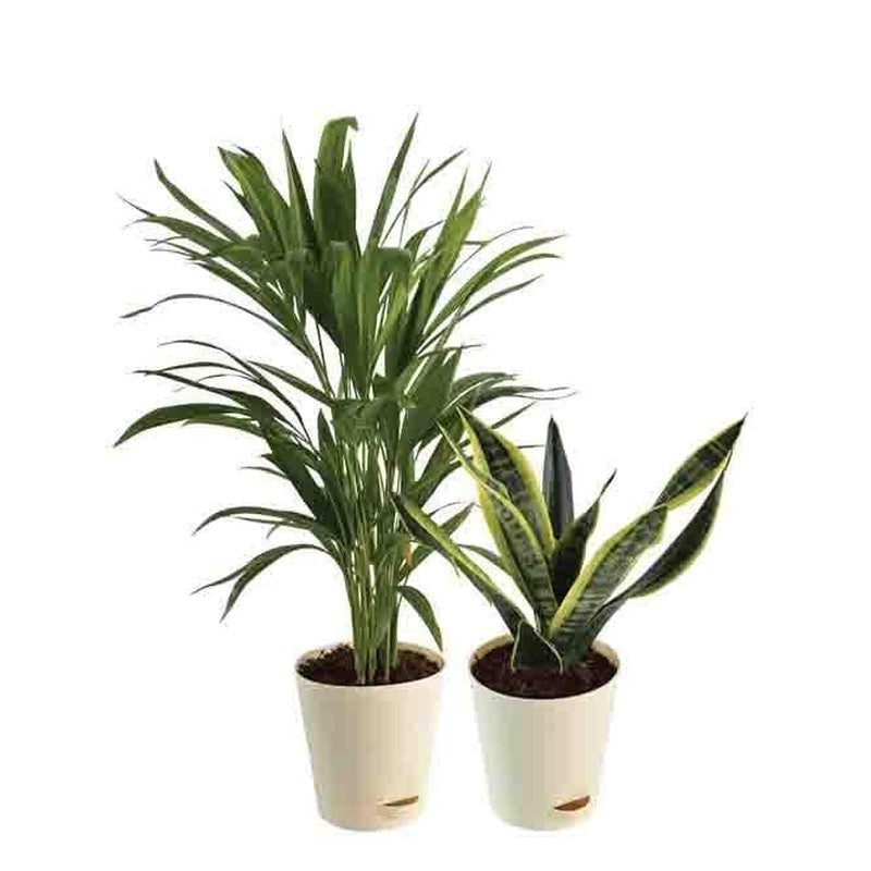 Live Plants