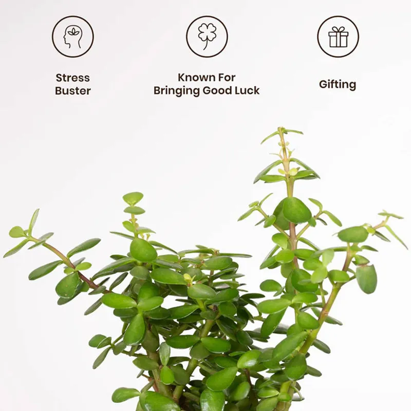 Kyari Jade Plant With Self Watering Pot (Red) - 18 cm media 4