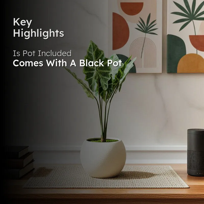 HomeBloom Artificial Alocasia Plant With Black Plastic Pot - 2 Feet media 2