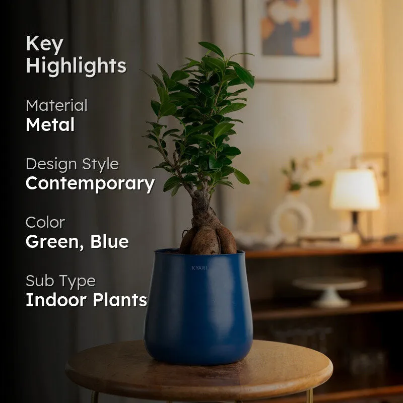 Kyari Ficus Bonsai With Metal Self Watering Pot (Blue) - 1 Foot media 2