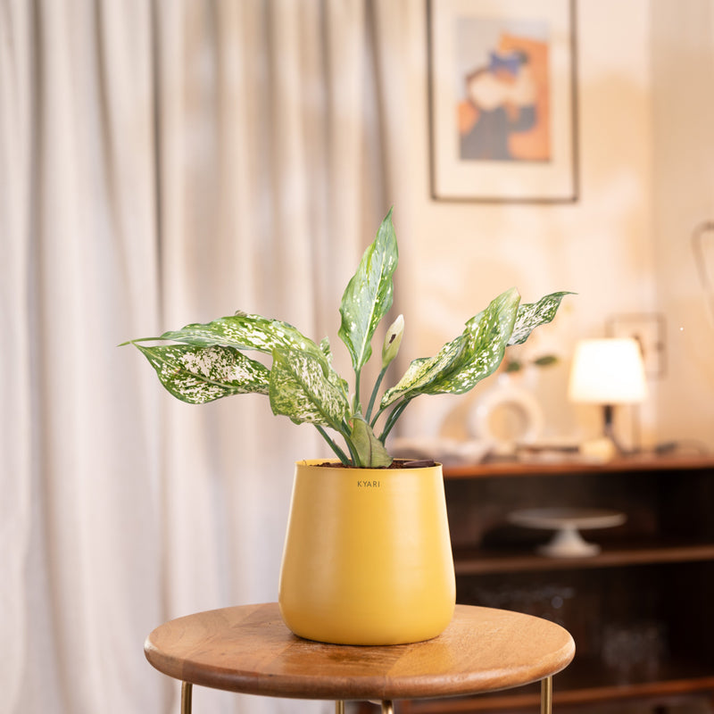 Kyari Aglaonema Snow White Plant With Metal Self Watering Pot - Yellow