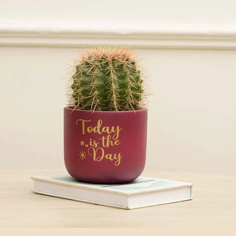 Good Day Planter media 3