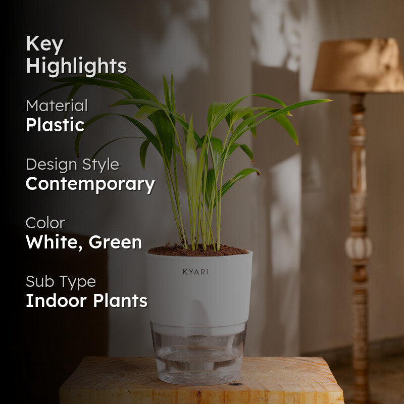 Kyari Areca Palm With Self Watering Pot - White media 2
