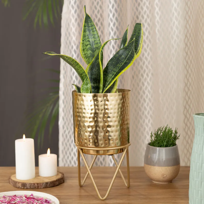 Vida Elle Golden Planter with Stand media 4