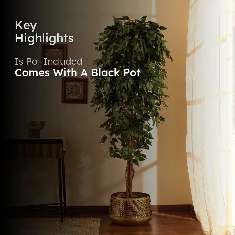 Artificial Green Ficus Plant With Black Plastic Pot - 7 ft media 2
