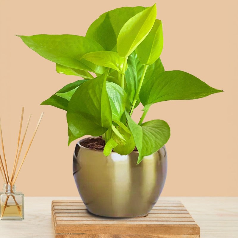 Greenkin Money Plant Golden Live Plant media 3
