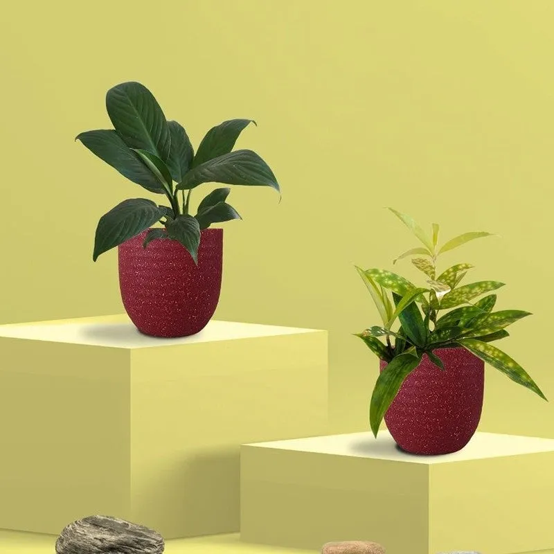 Greenkin Bamboo & Lily Live Plants (Red) - Set Of Two media 3