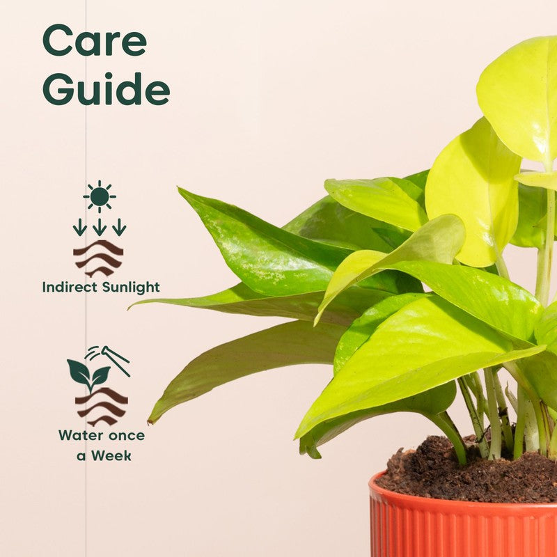 Kyari Variegated Money Plant with Self Watering Pot - Red media 5