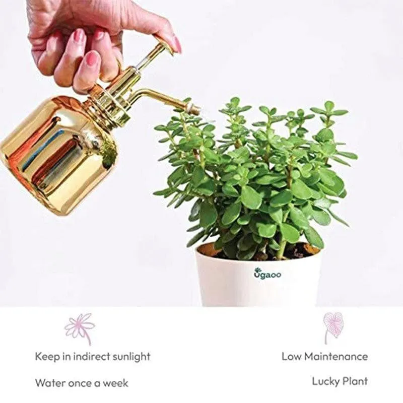 Ugaoo Jade Plant With Self Watering Pot media 5