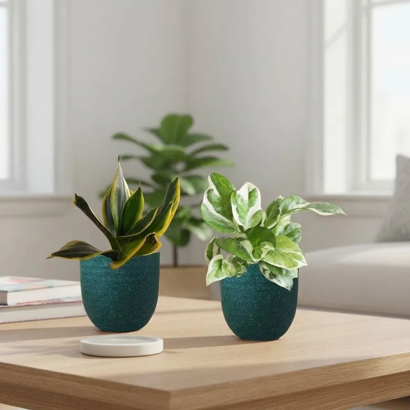 Greenkin Money Plant NJoy & Golden Snake Live Plants (Green) - Set Of Two media 1