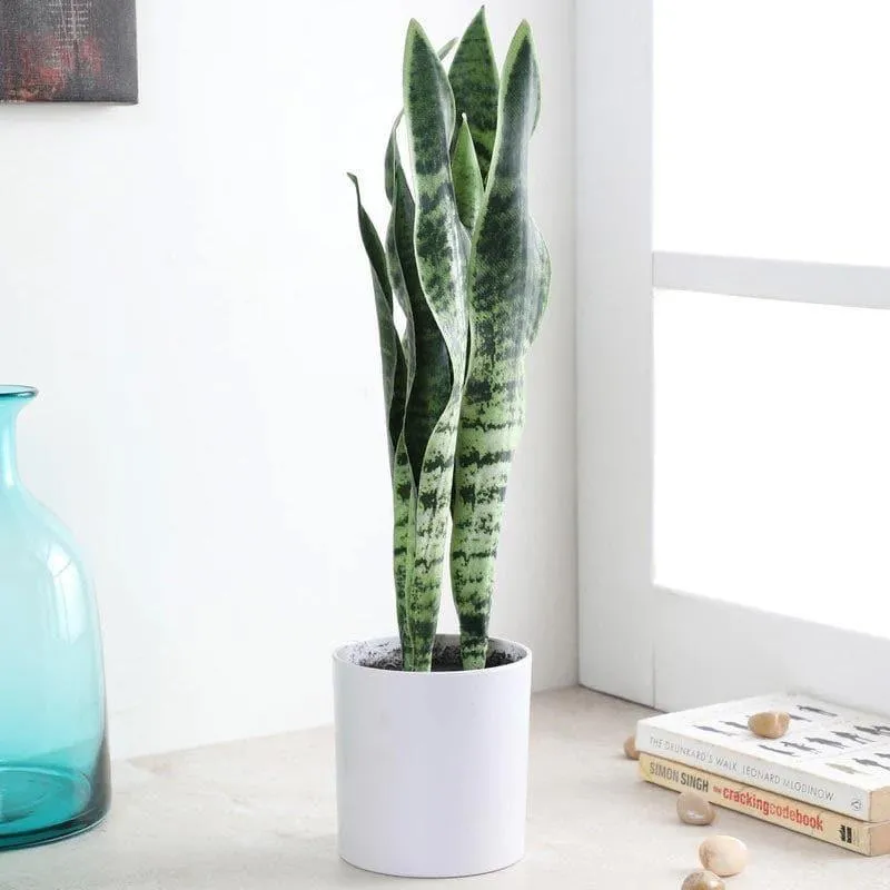 Faux Snake Plant Bonsai (45 cms) - Dark Green media 2
