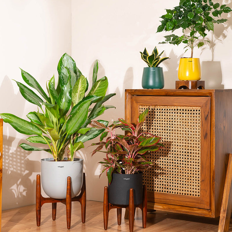 Kyari Agalonema Lipstick Plant With Metal Self Watering Pot (Green) - 1. 6 Feet media 4
