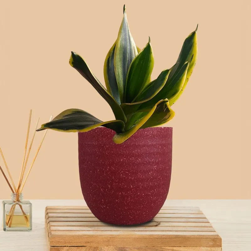 Greenkin Golden Snake Live Plant - Red media 3