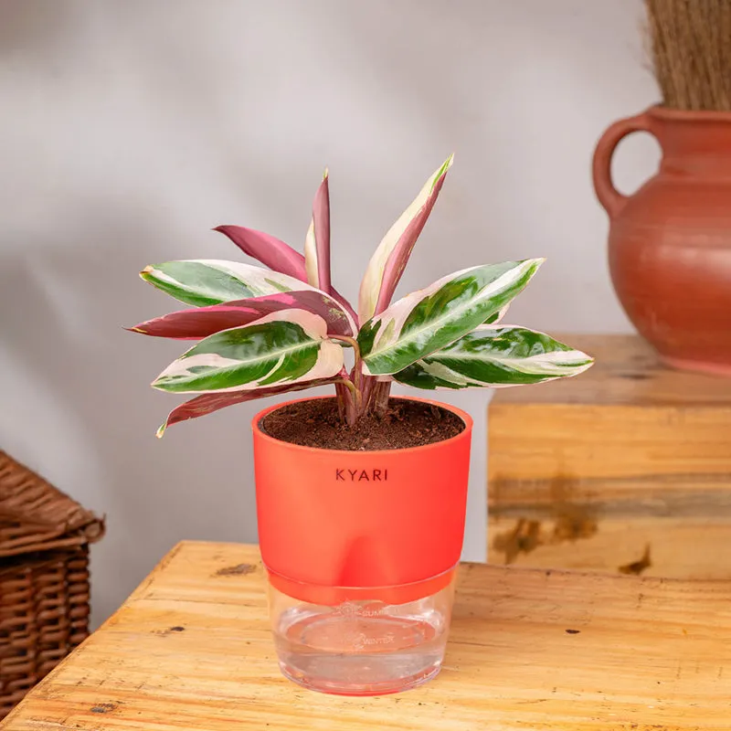 Kyari Calathea Triostar With Self Watering Pot - Red media 3