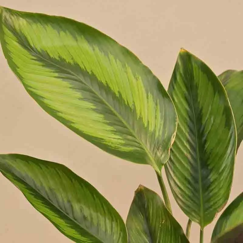 Ugaoo Calathea Pinstripe Plant media 4