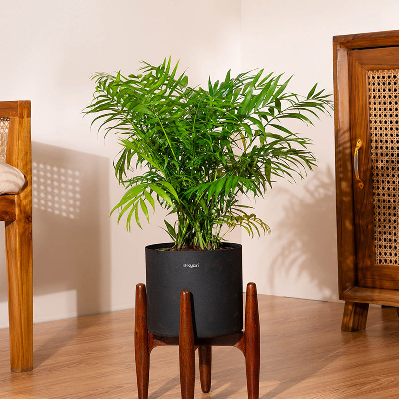 Kyari Areca Palm Plant With Metal Self Watering Pot (Black)