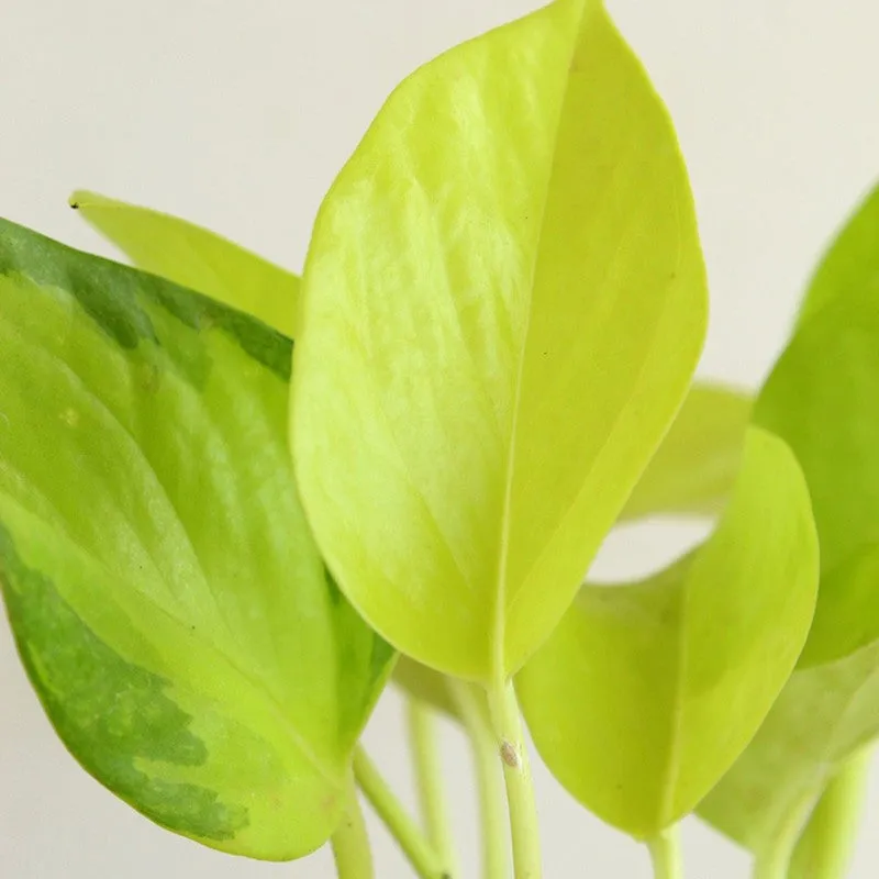 Greenkin Money Plant Golden Live Plant - Red media 5