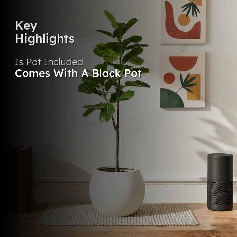 Leafsy Artificial Fiddle Fig Plant With Black Plastic Pot - 2.5 Feet media 2