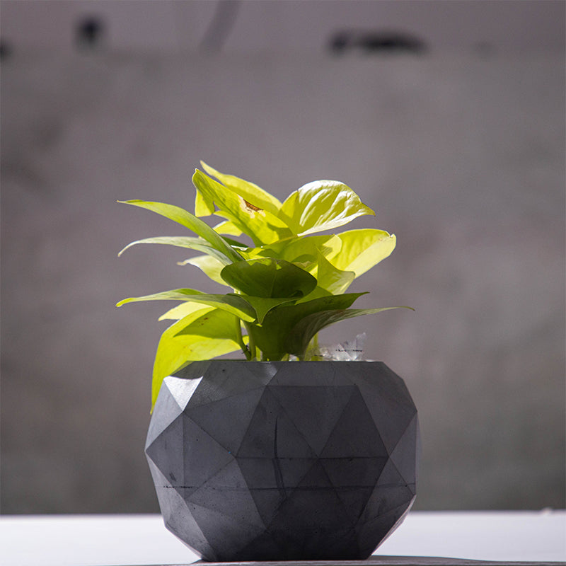 Facet Geometric Planter media 2