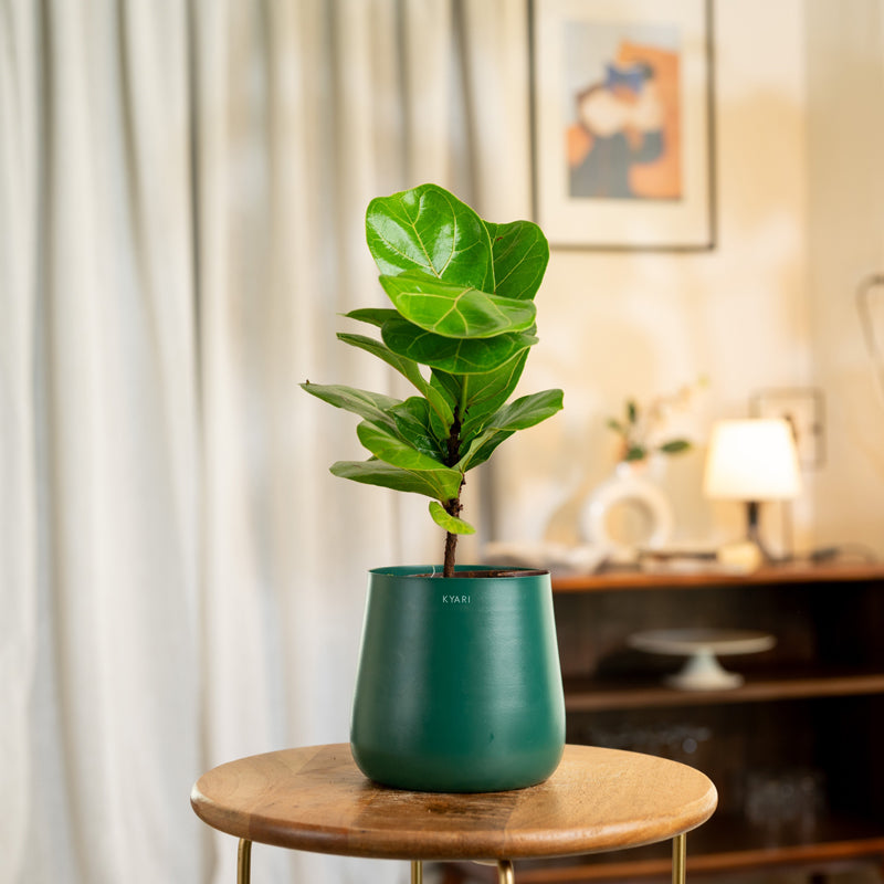 Kyari Fiddle Fig Plant With Metal Self Watering Pot - Green